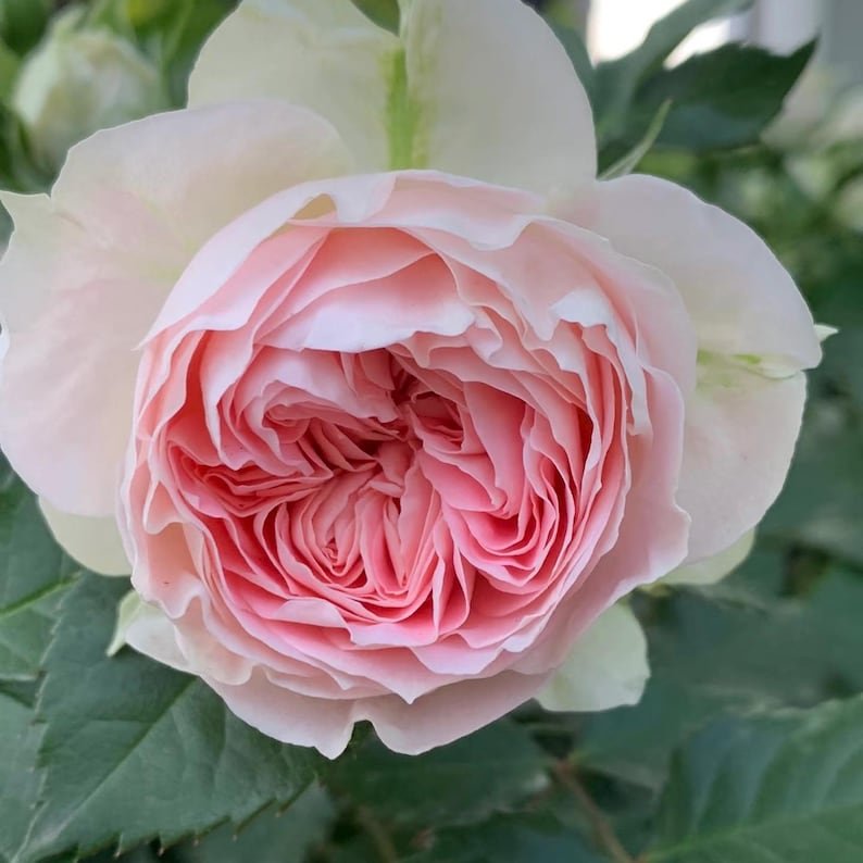 Pompon Veranda garden rose plant flower bush shrub - Image 3