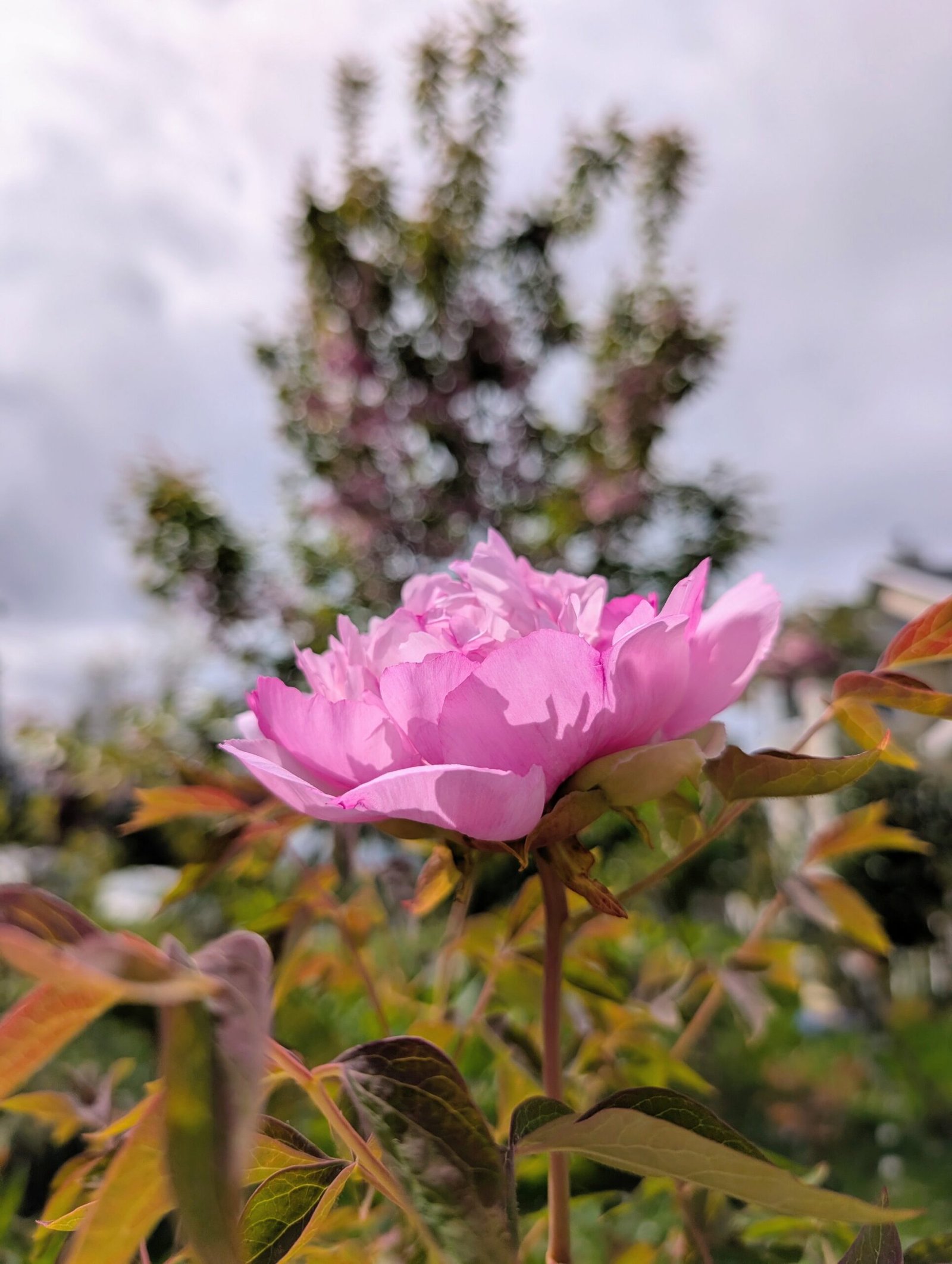 "Pink crown jade beads" tree peony - Image 8