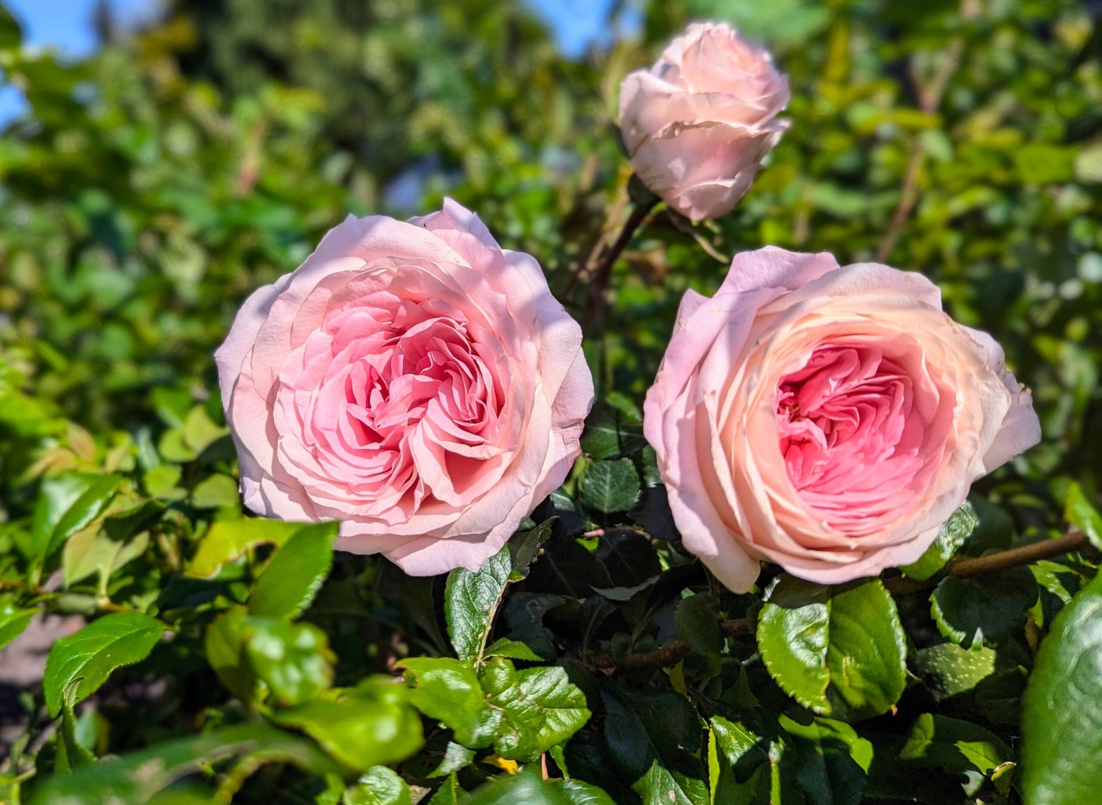 Mayra Bridal garden rose plant flower bush shrub - Image 4