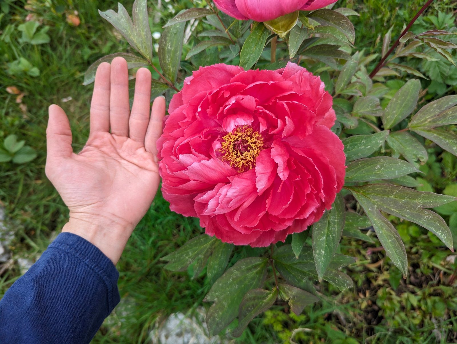 Lost tag red large flower cold hardy part shade tree peony - Image 2