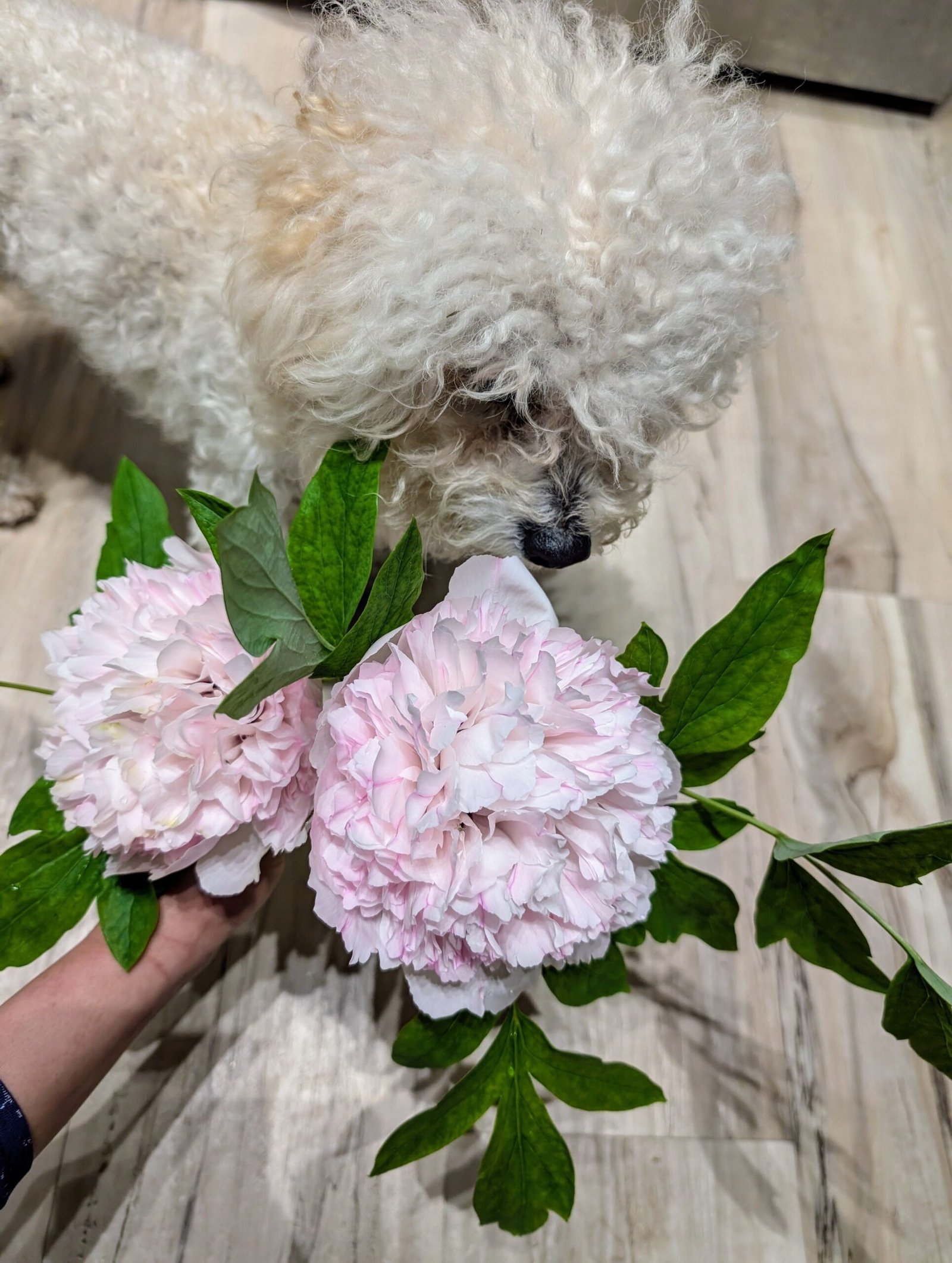 "Red thread girl" large flower tree peony Preorder for fall 2026 - Image 12