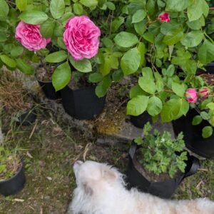 5-7 gal large size "Loves me, loves me not" garden rose plant flower bush shrub