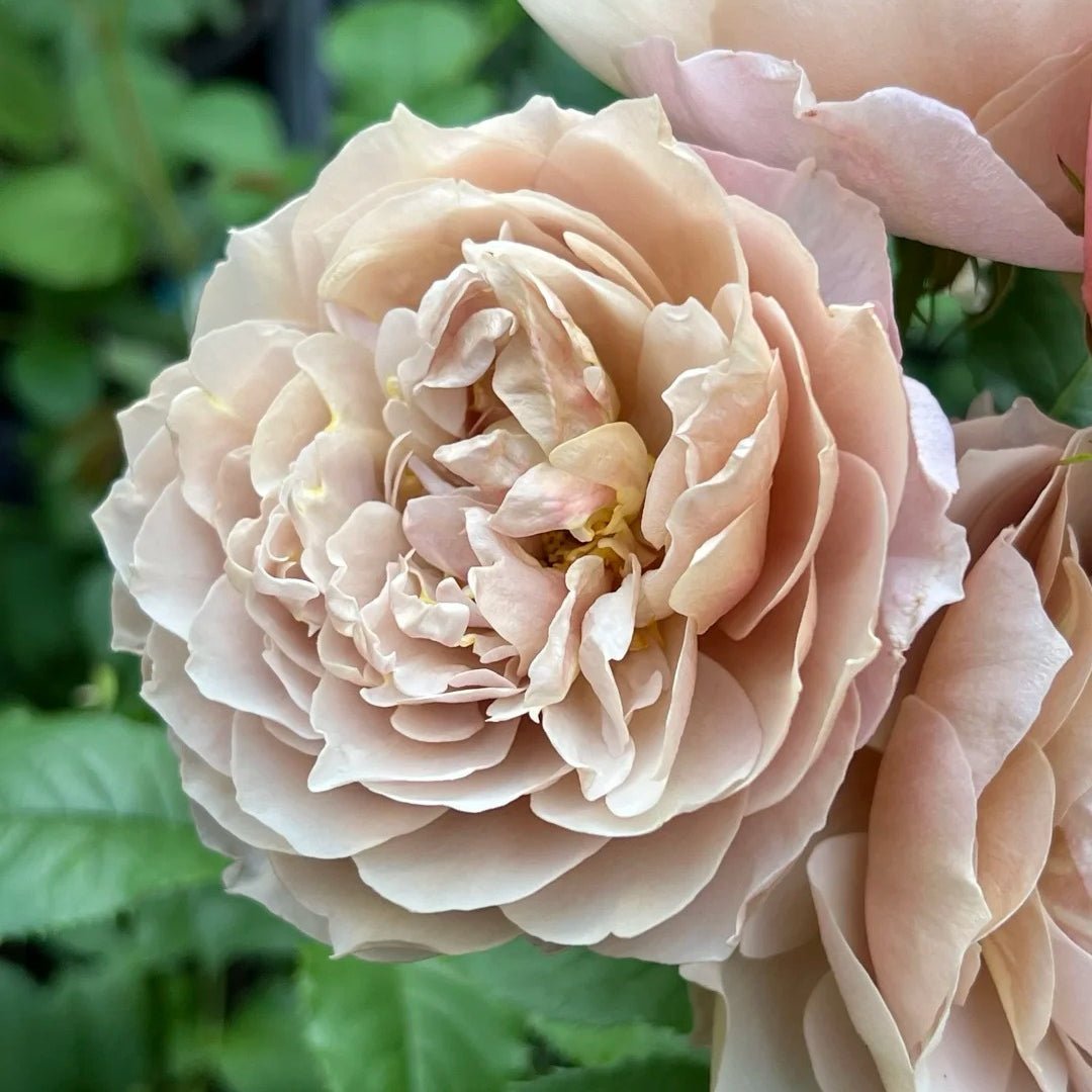 Charlotte Perriand Japanese garden rose plant flower bush shrub - Image 4