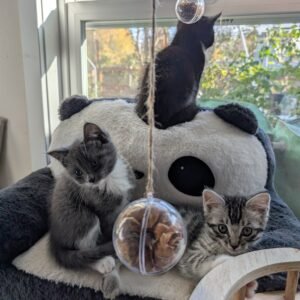 2.5 month old kitten kitty cats