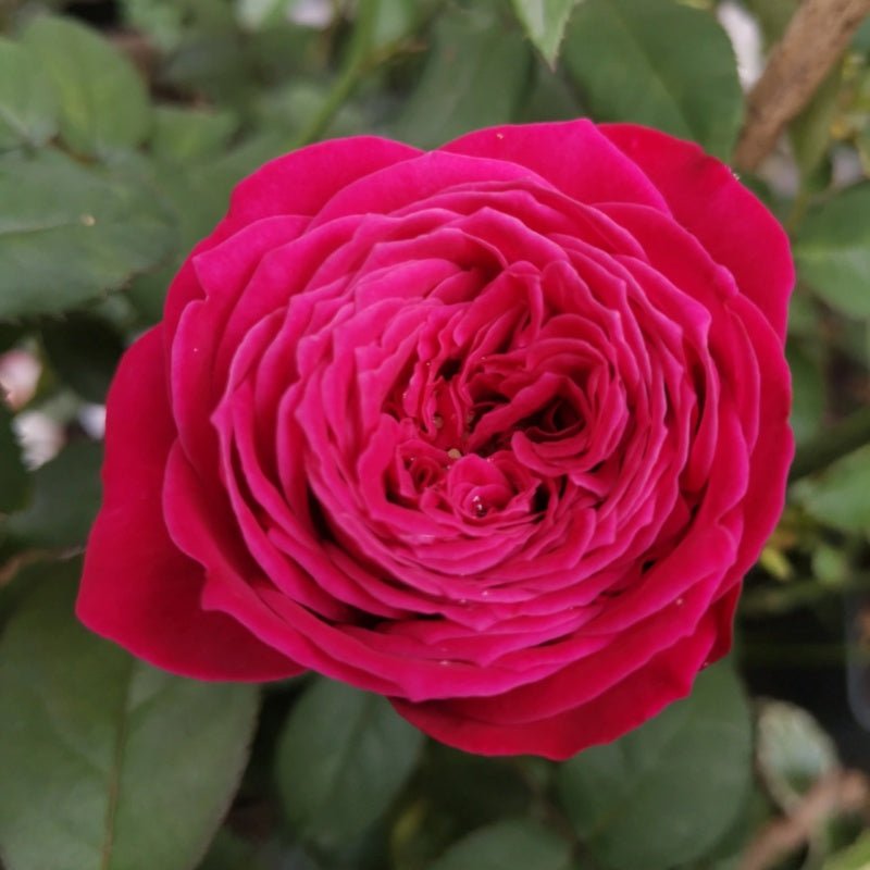 Just More rose plant flower bush shrub - Image 5