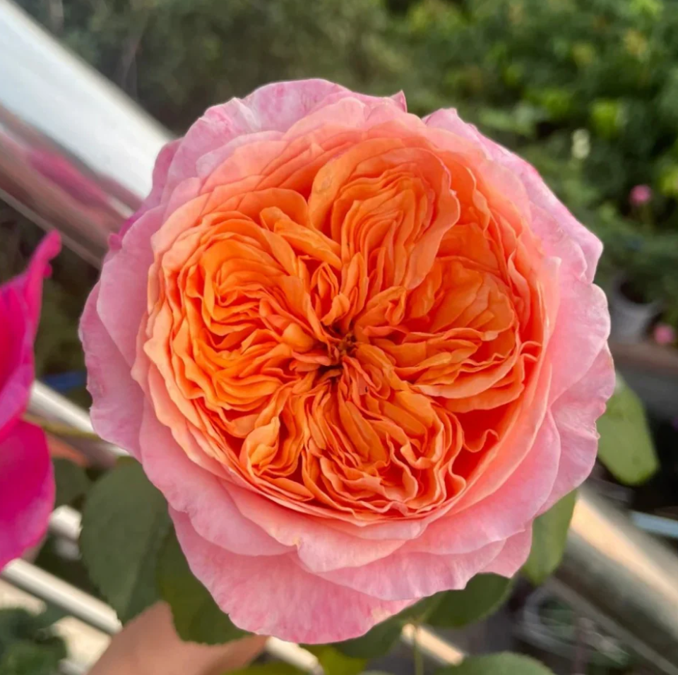 Victoria's Secret garden rose plant flower bush shrub - Image 2