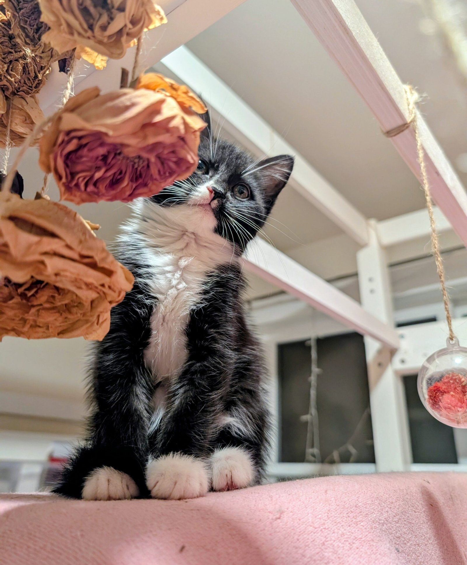 2.5 month old kitten kitty cats - Image 19