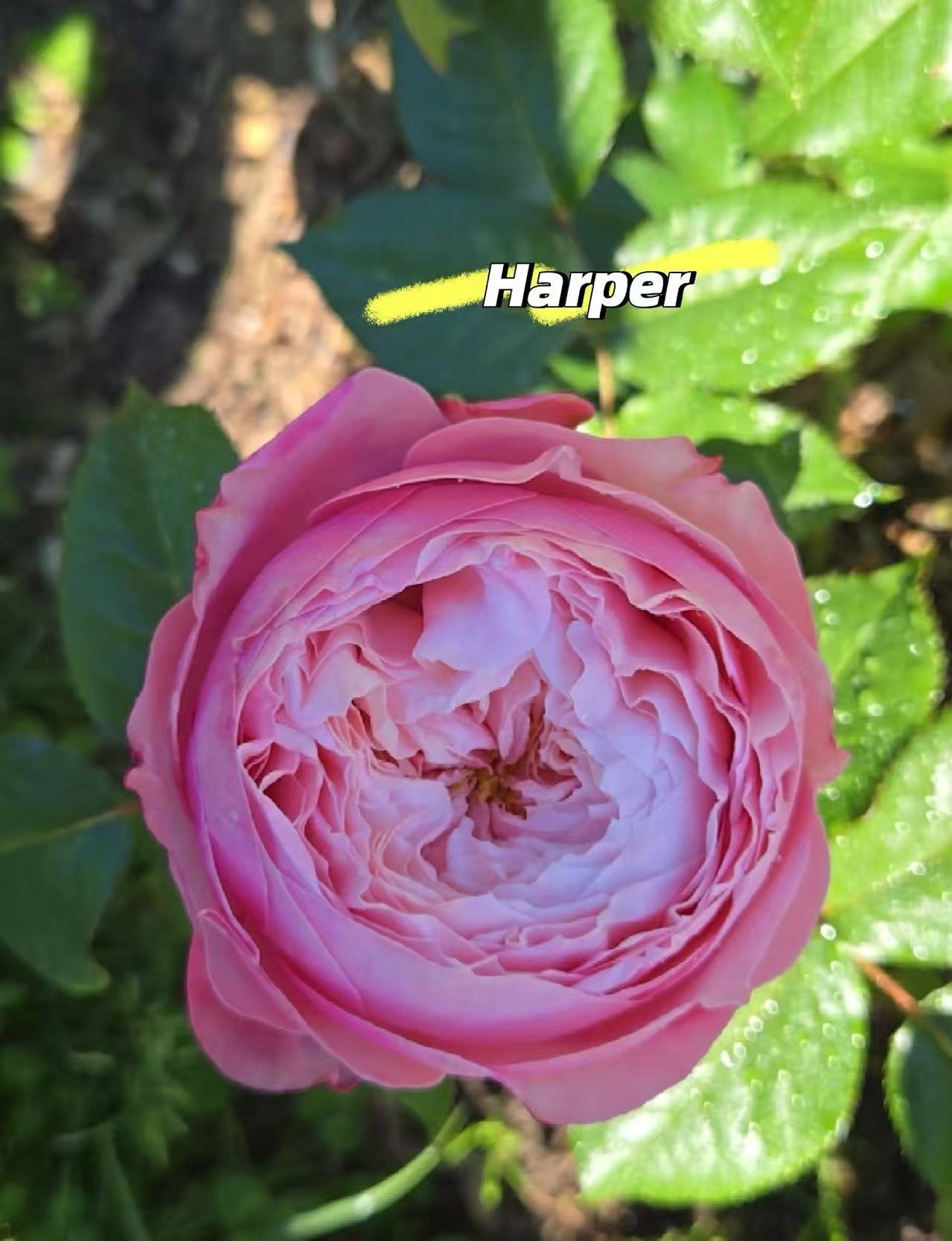 Harper garden rose plant flower bush deciduous shrub - Image 4