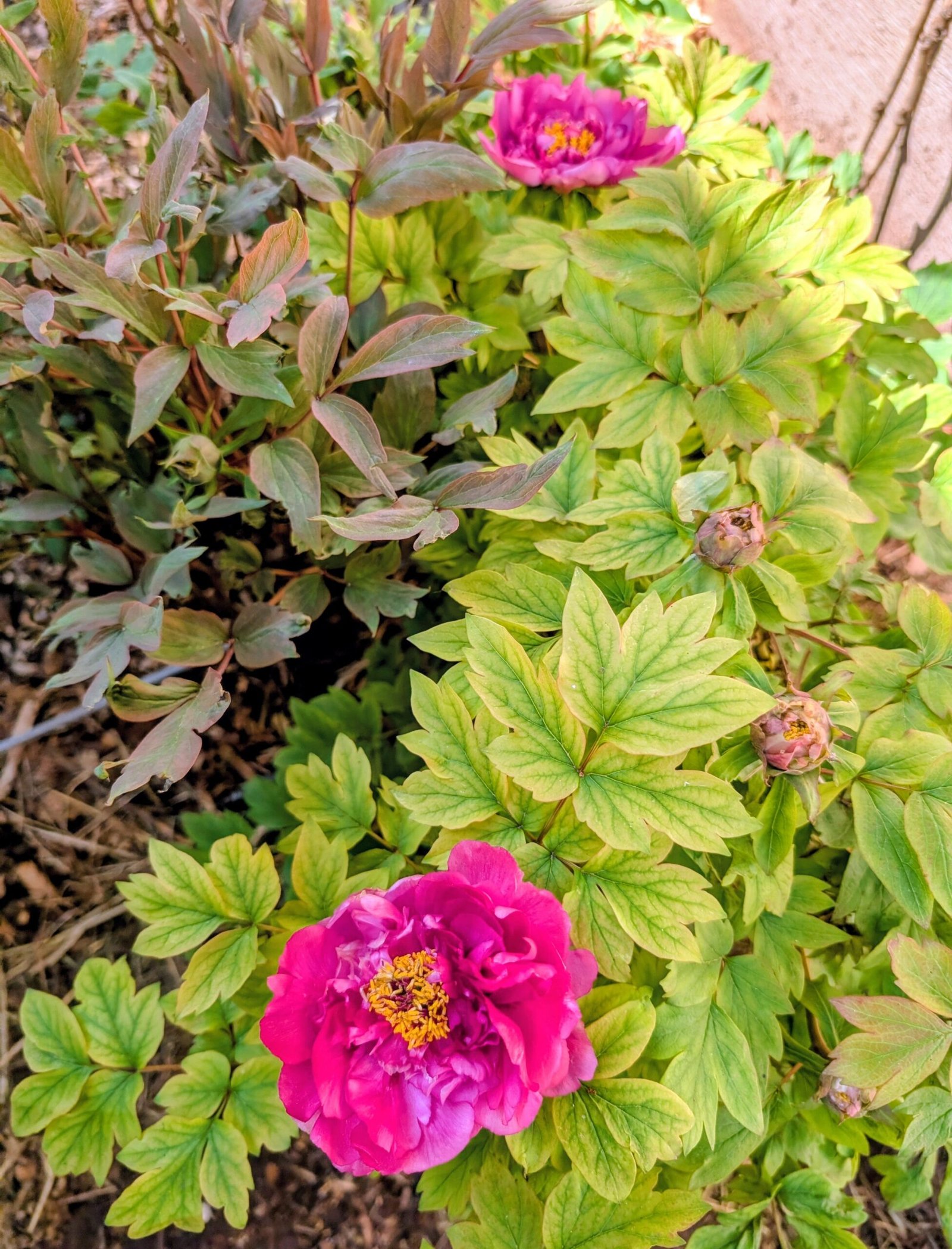"Luoyang red" large flower tree peony - Image 4