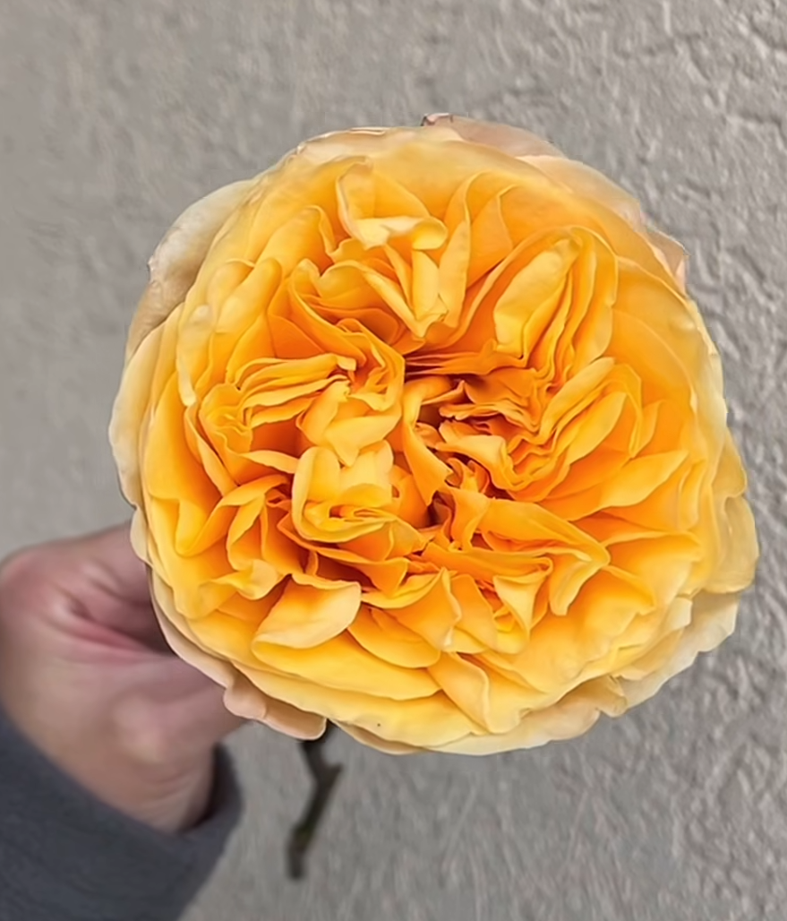 King's Cross garden rose plant flower bush shrub - Image 3