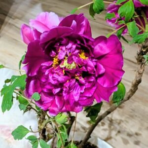 "Champion Crown" large flower tree peony