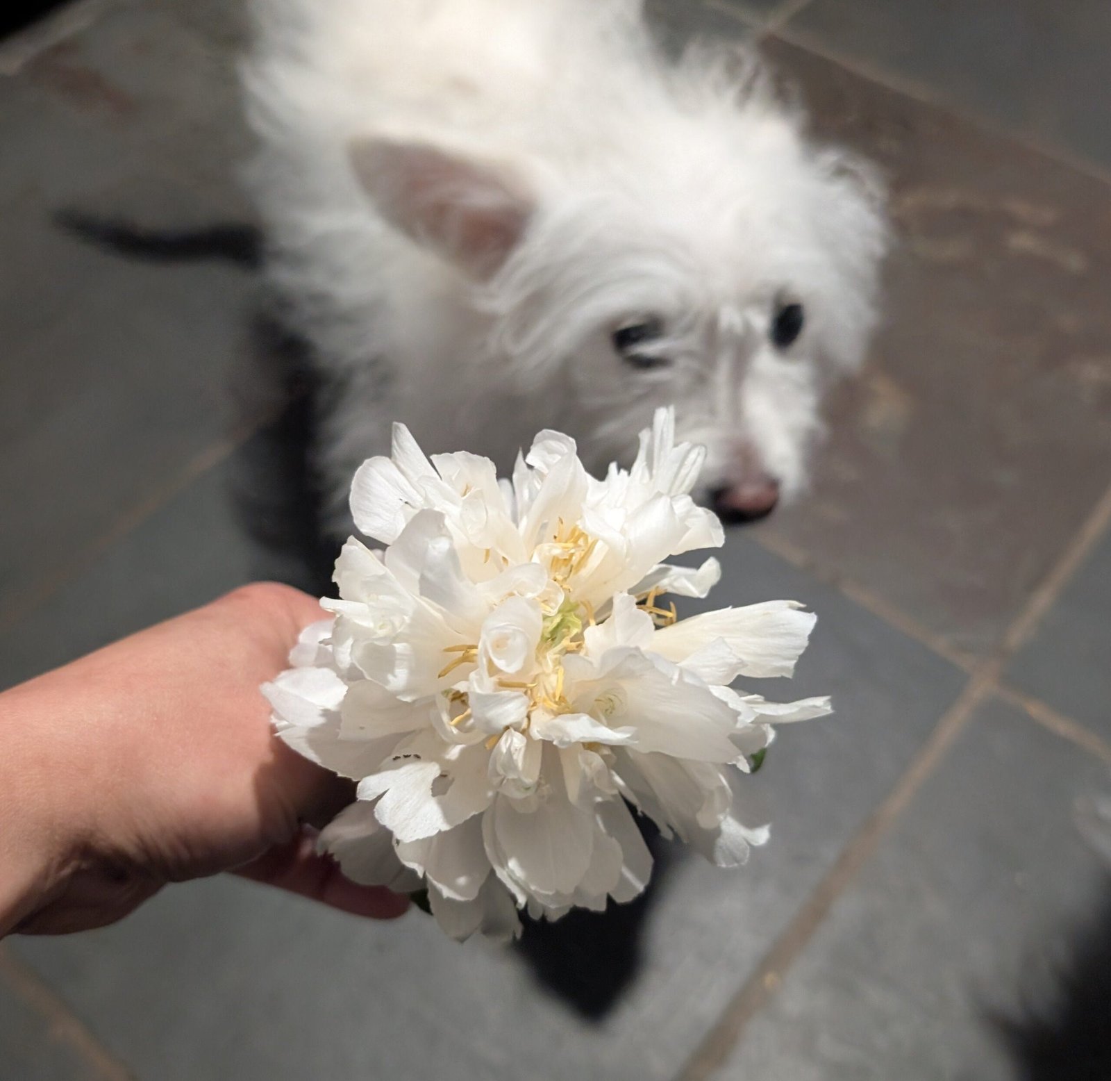 "Yao's Yellow" large flower tree peony Preorder for fall 2026 - Image 7