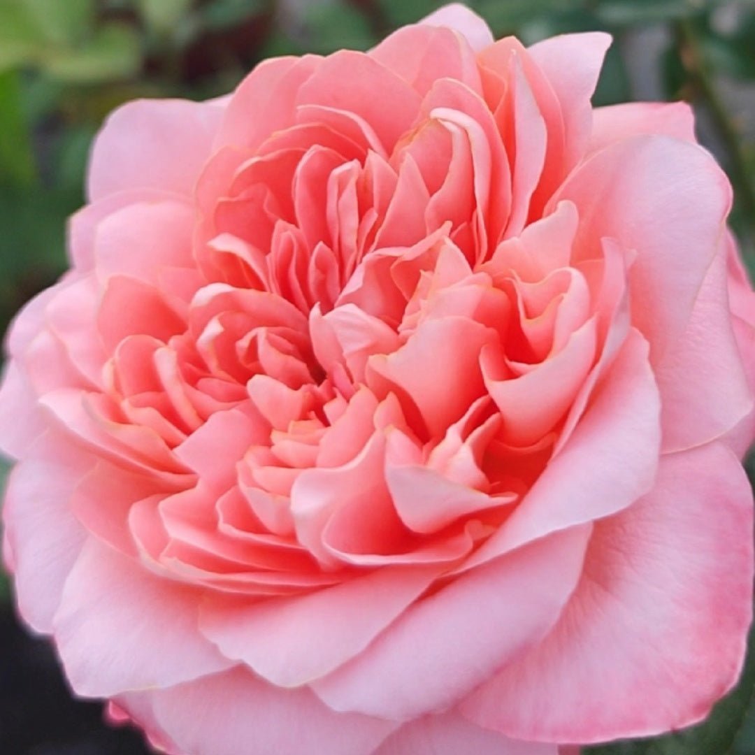 Dragonfly garden rose plant flower bush shrub - Image 9