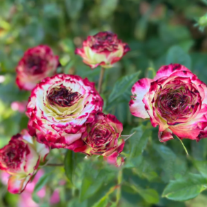 Apple Jack rose plant