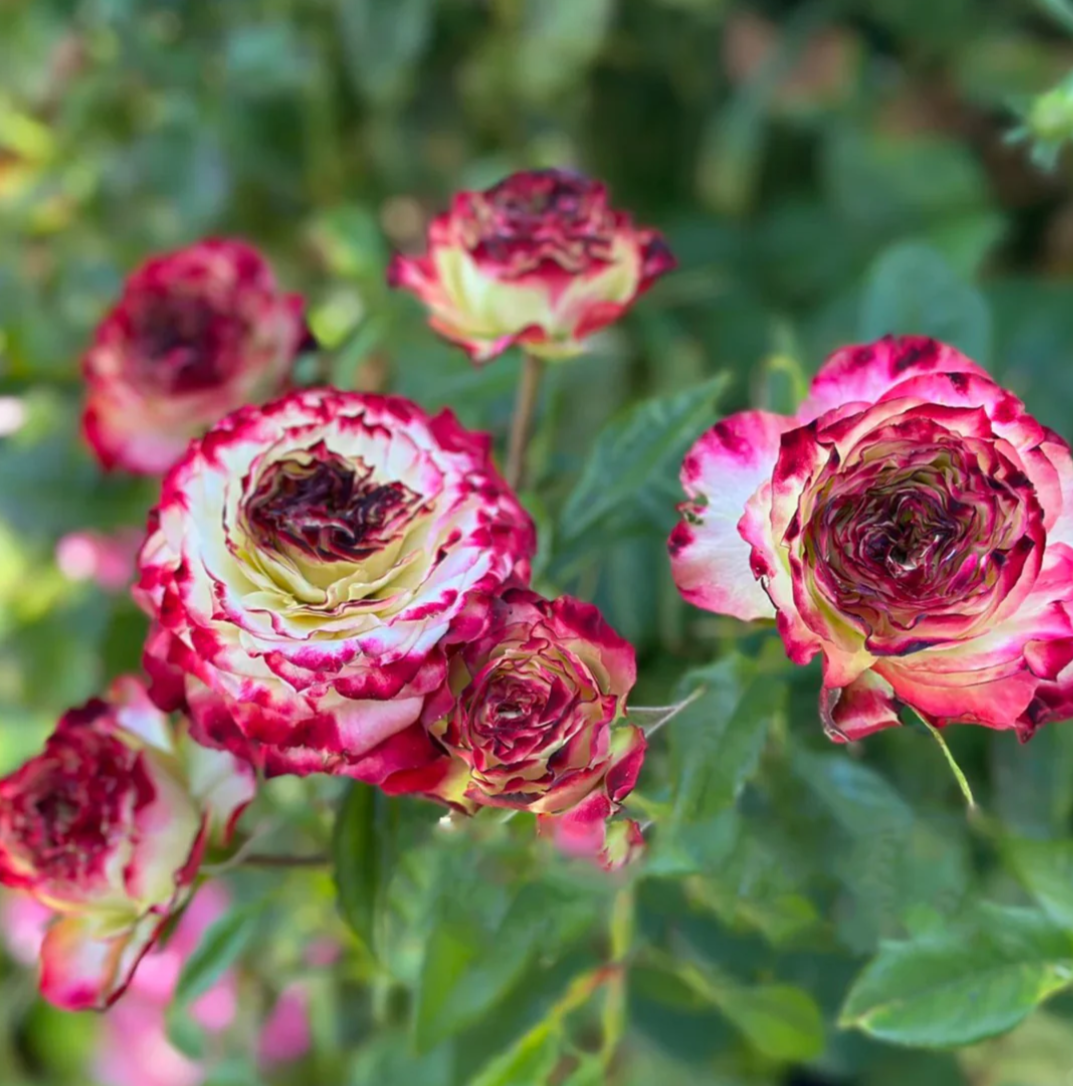 Apple Jack rose plant