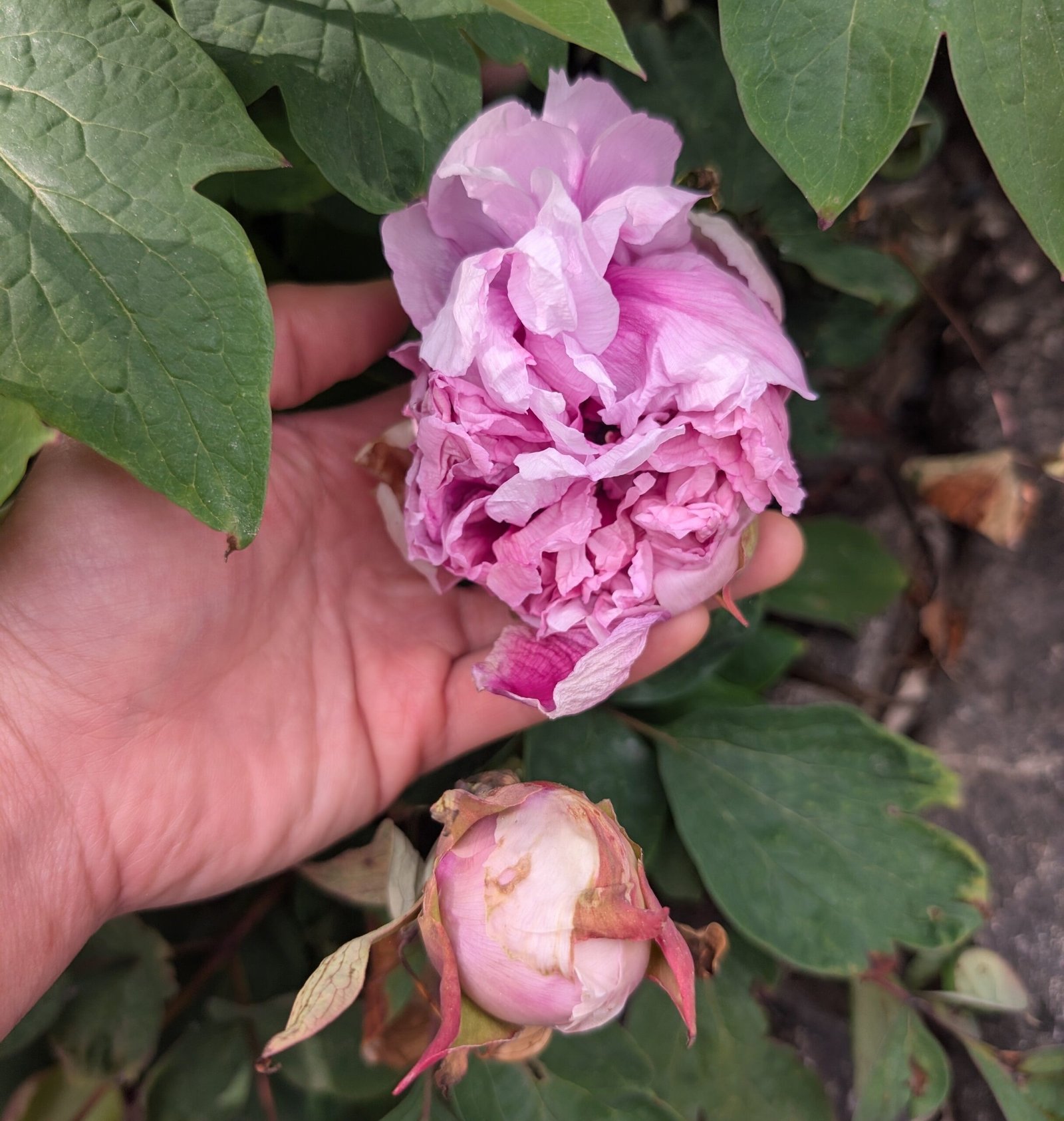 "Fen Yu Sheng Hui" tree peony - Image 2