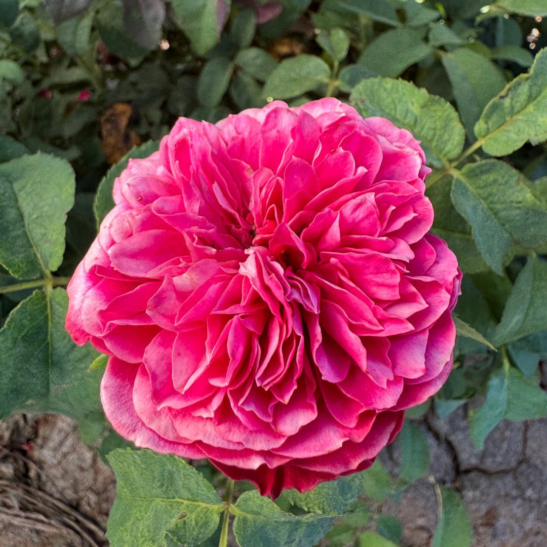 Just More rose plant flower bush shrub - Image 2