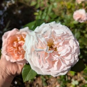 Free few thorn apricot rose plant cuttings