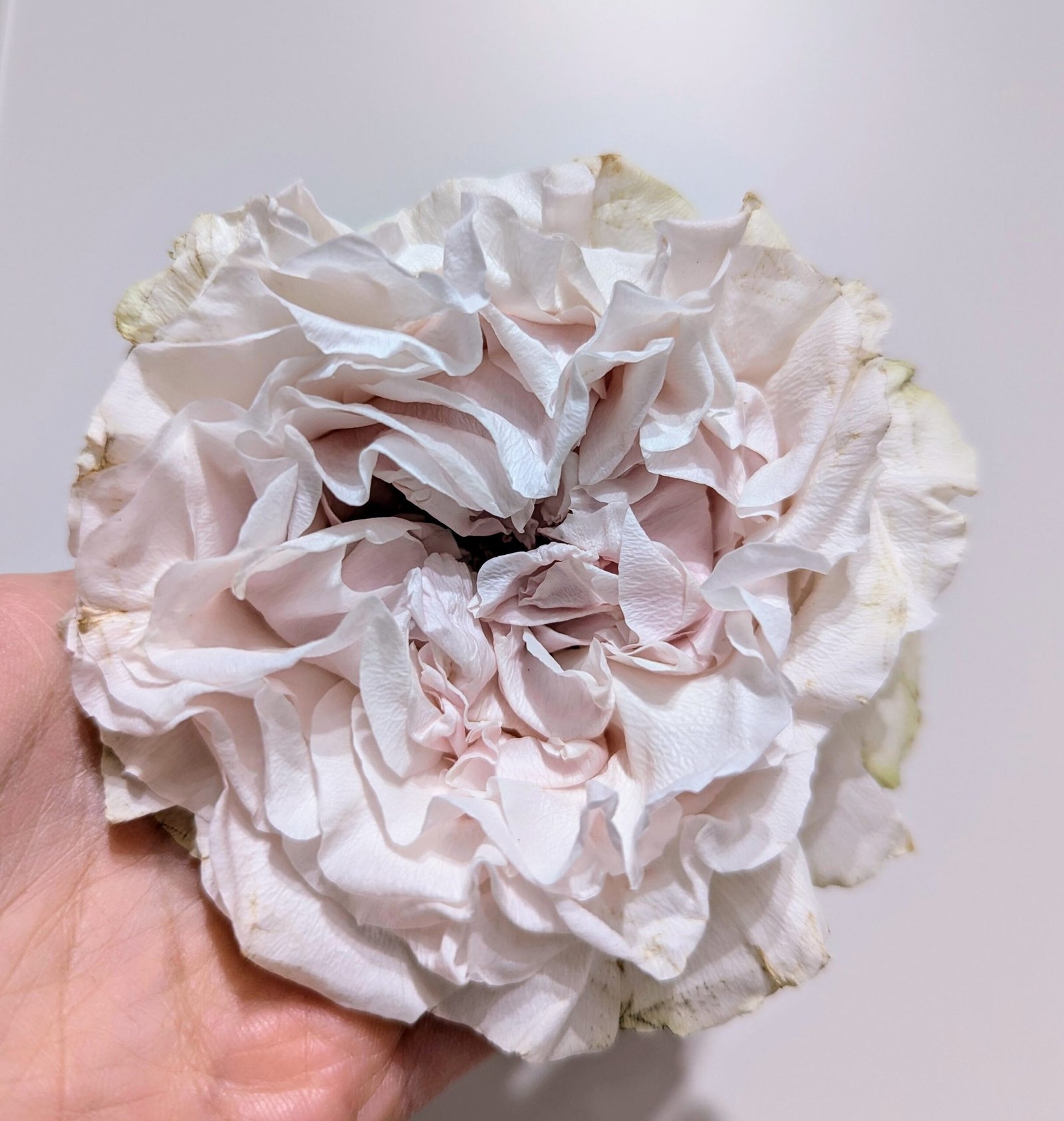 Westminster Abbey wedding garden rose plant large flower bush deciduous shrub - Image 6
