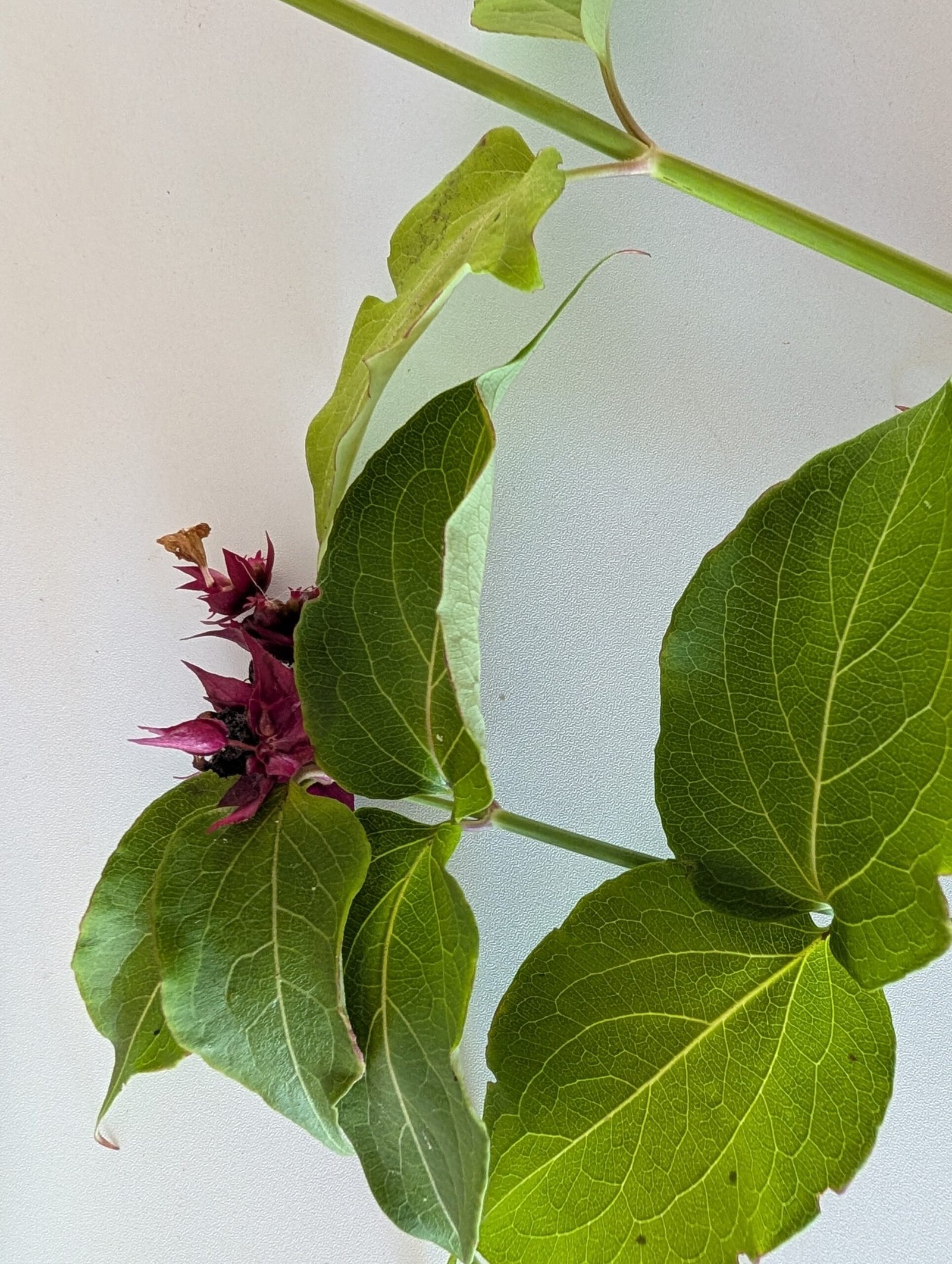 Free Himalayan honeysuckle seeds and cuttings - Image 10