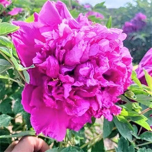 "Lavender Silk" large flower tree peony - Image 3