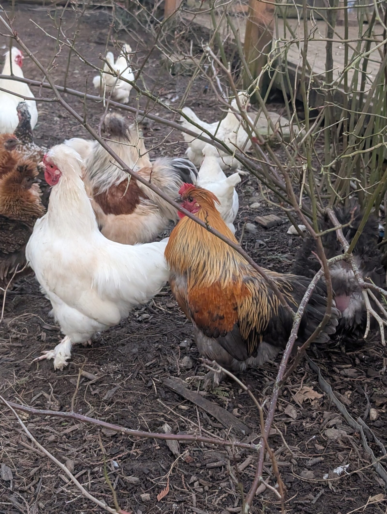 Free small bantam mixed color frizzle rooster - Image 7