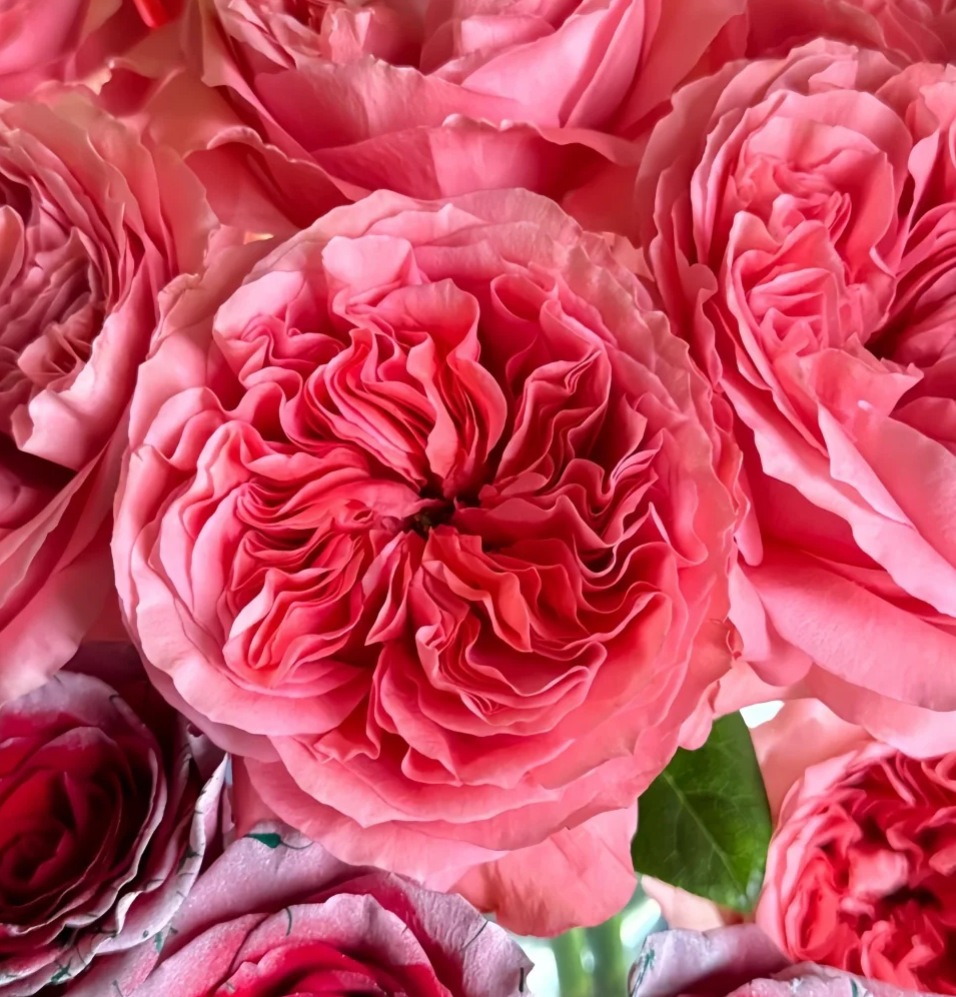 Candy Xpression garden rose plant flower bush shrub - Image 3