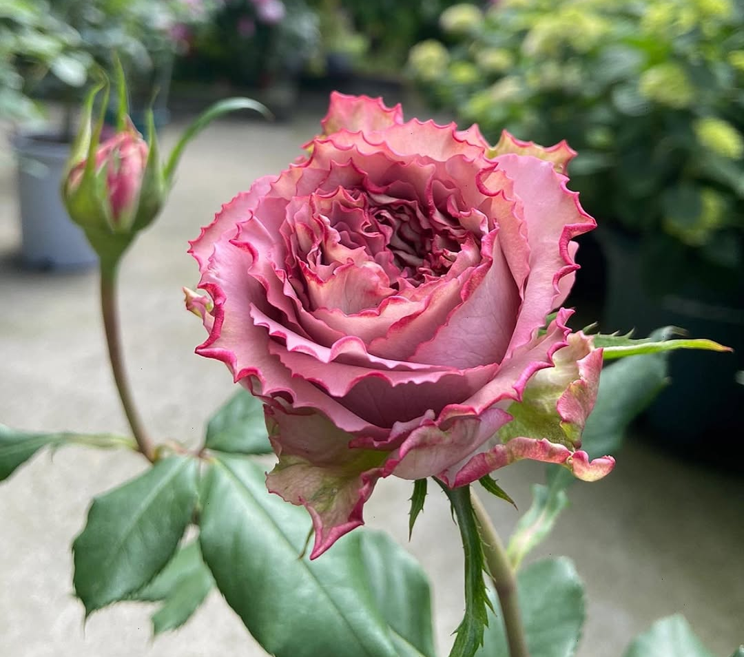 The Nat garden rose plant flower bush shrub - Image 2