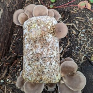 Organic Oyster Fruiting Block – 5 lb Mushroom Growing Kit