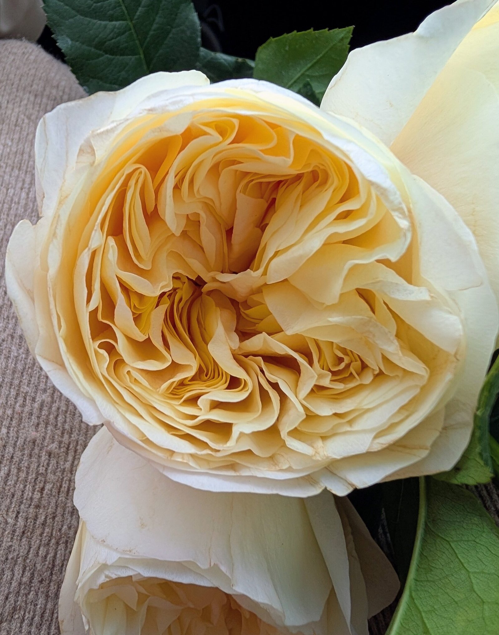 Pursuasion lookalike garden rose plant large flower bush deciduous shrub - Image 8