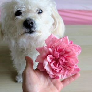 General Schablikine garden rose flower cutting