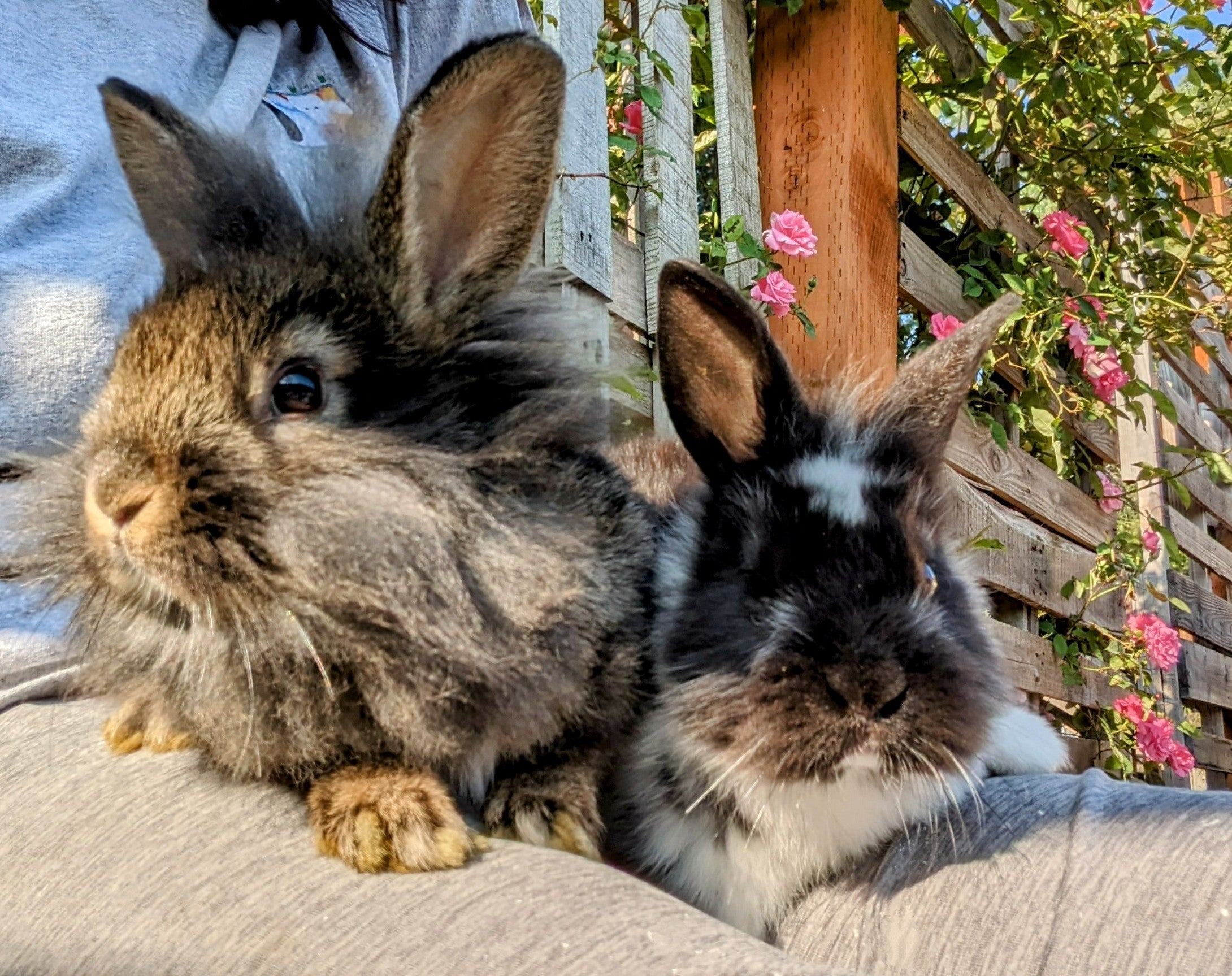 2-6 month old bunny rabbits - Image 10