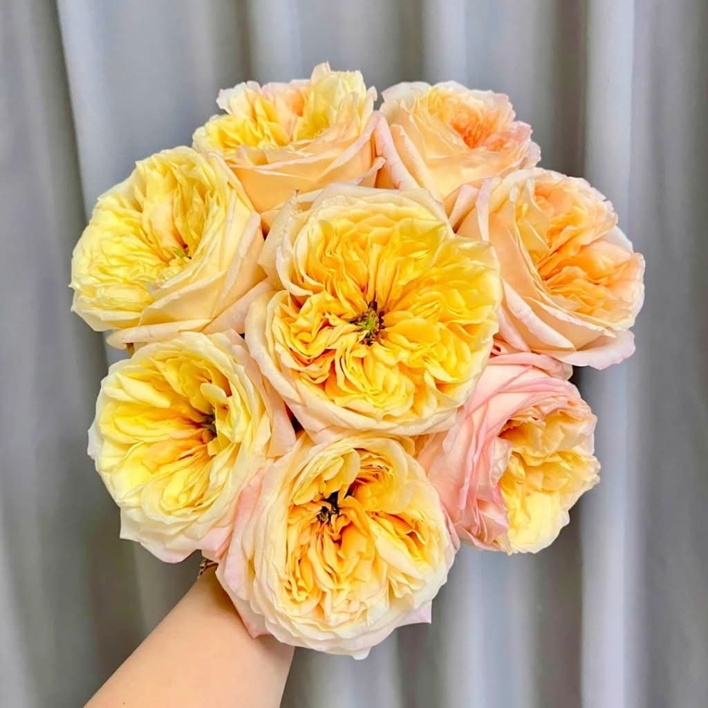 Peach Cream Xpression garden rose plant flower bush shrub - Image 3