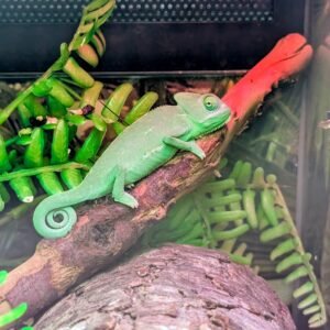 Chameleon