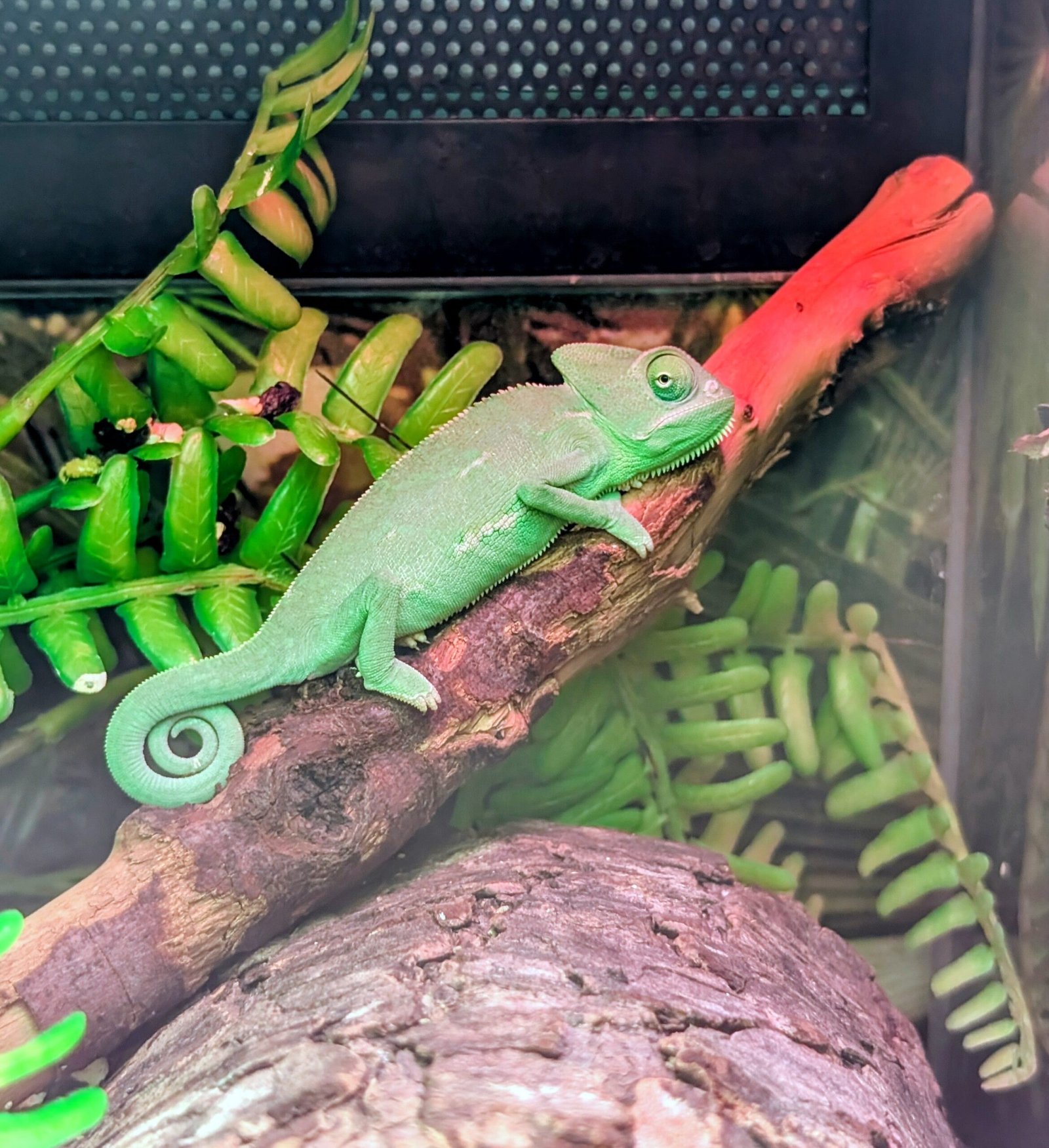 Chameleon