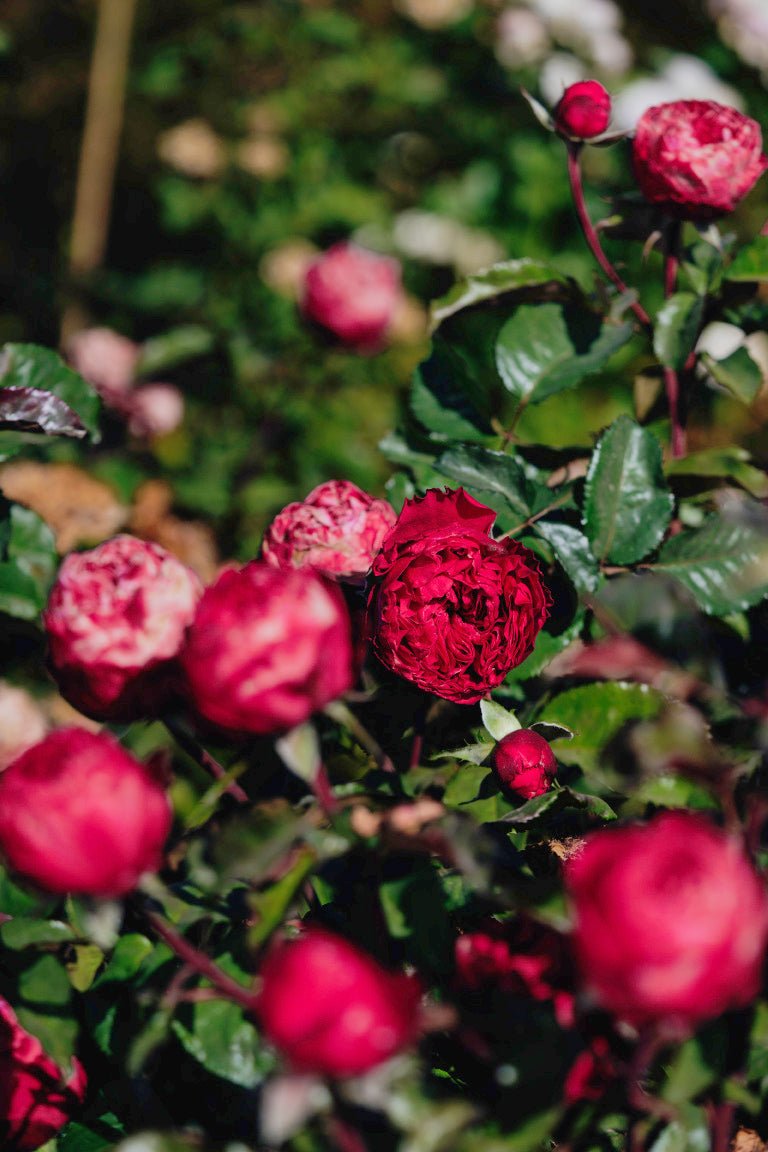 Pink N. Pretty garden rose plant flower bush shrub - Image 4