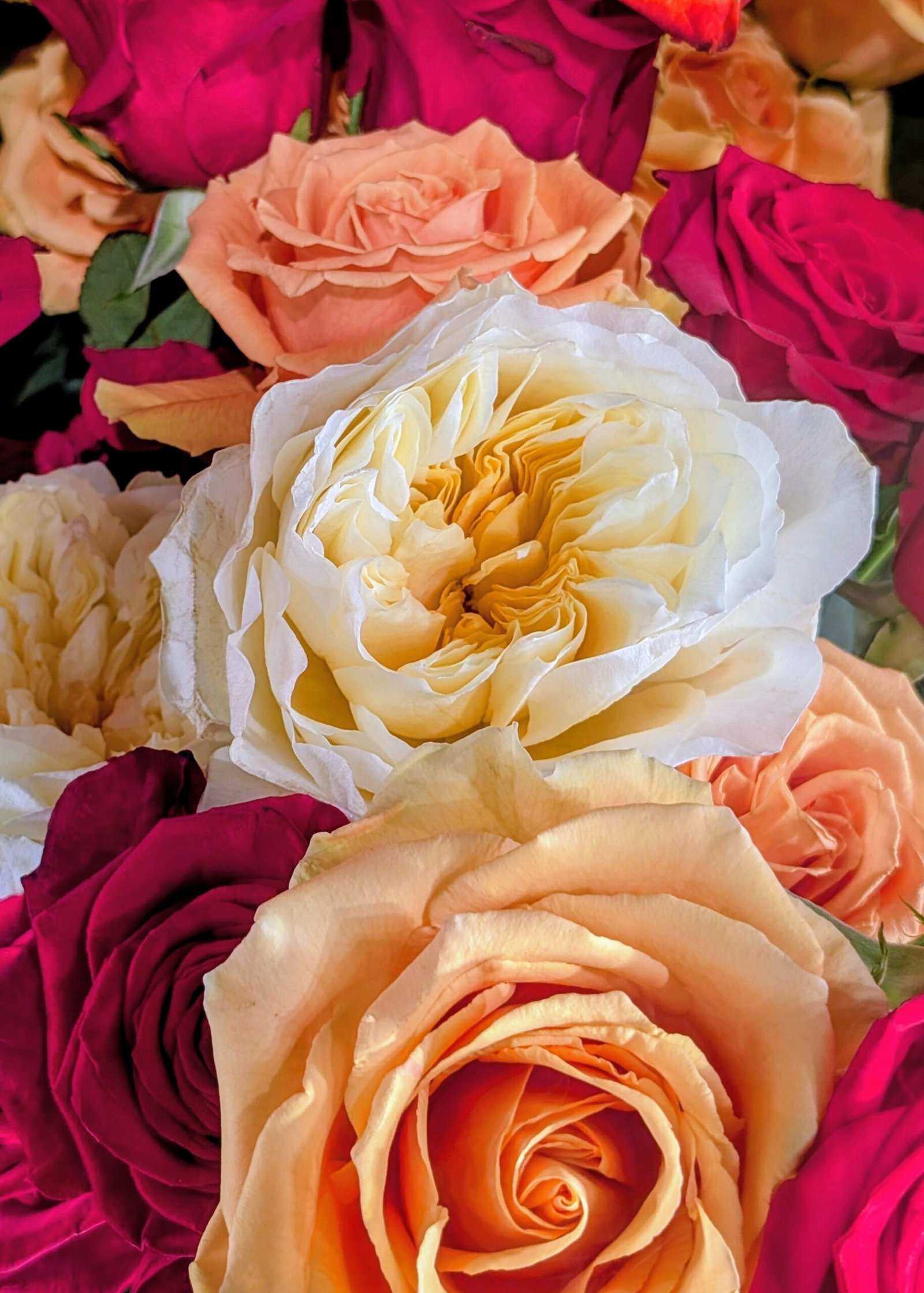 Antonia's Garden rose plant large flower bush deciduous shrub - Image 11