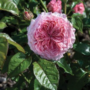 Large 5-6 gallon Romantica Ballgown rose plant flower bush shrub