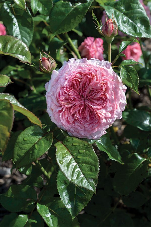 Large 5-6 gallon Romantica Ballgown rose plant flower bush shrub