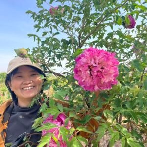 "Dressed in red & white" large flower tree peony