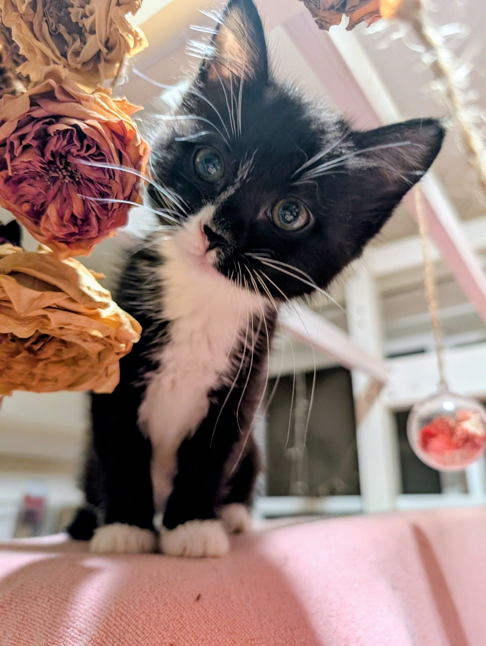 2.5 month old kitten kitty cats - Image 18