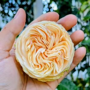 Yukihime garden rose plant flower bush shrub