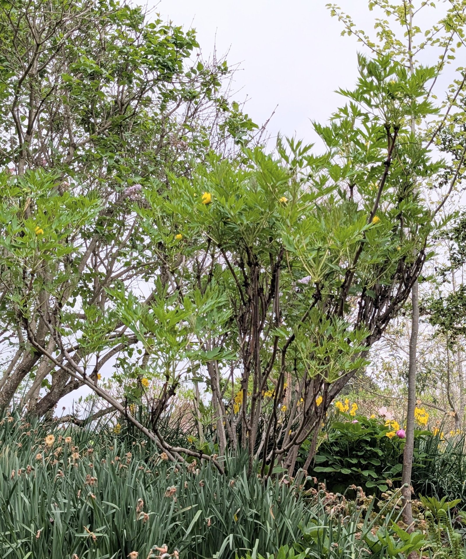 Yellow large flower tree peony - Image 17