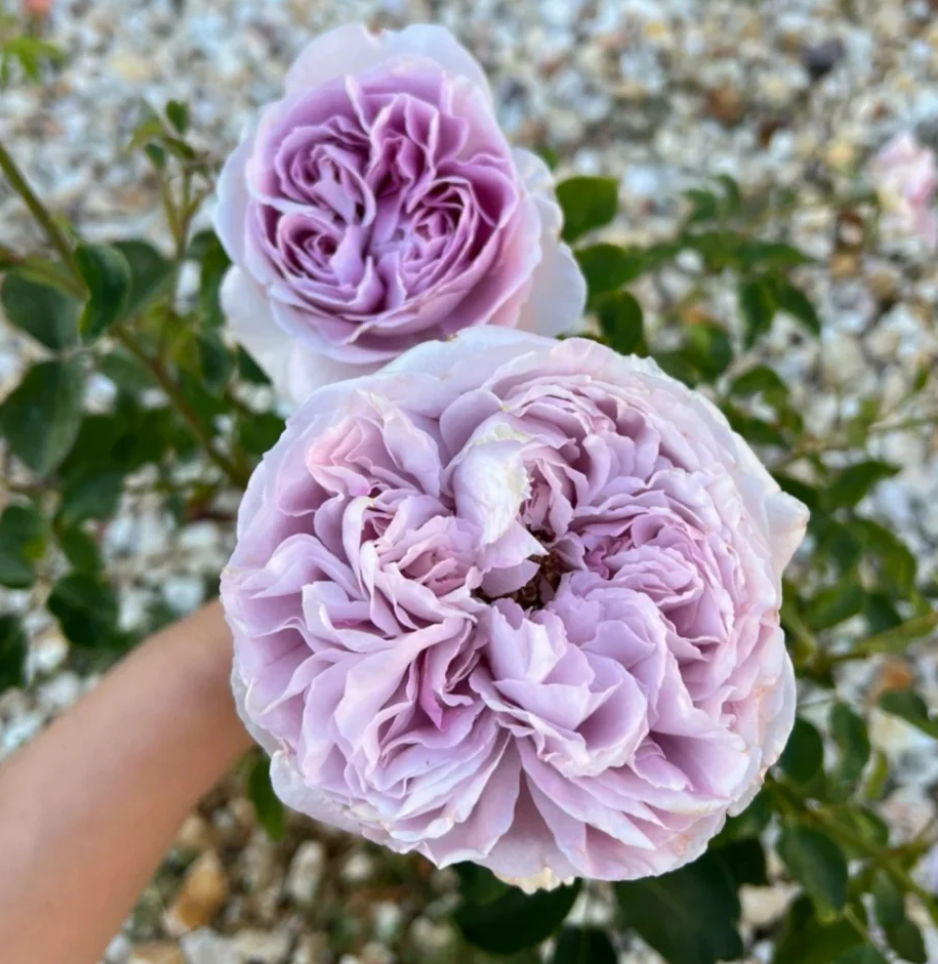 Blue Silk Ball Lan Si Qiu garden rose plant flower bush