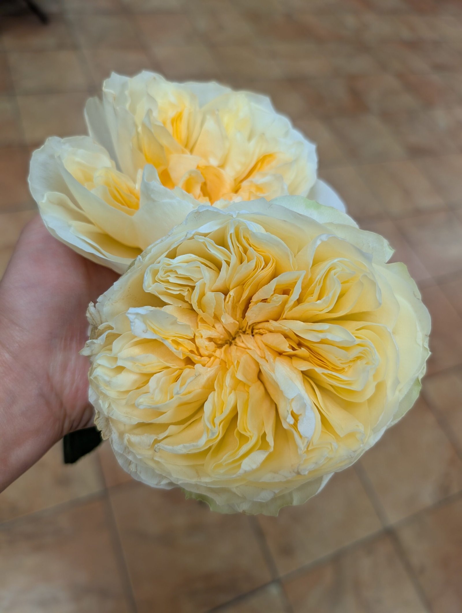 Antonia's Garden rose plant large flower bush deciduous shrub - Image 6