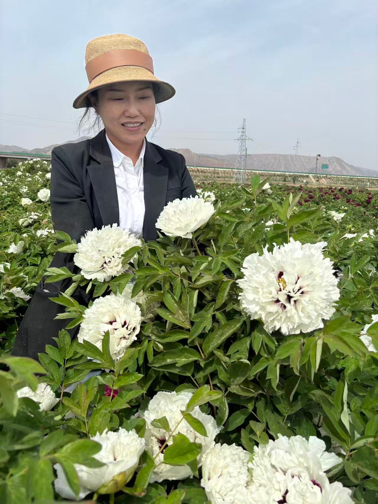 Hundred Foot Ice tree peony - Image 2