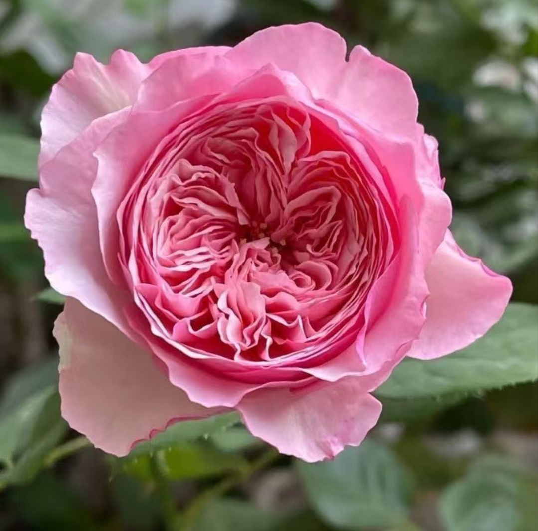 DA Car garden rose plant flower bush deciduous shrub - Image 2