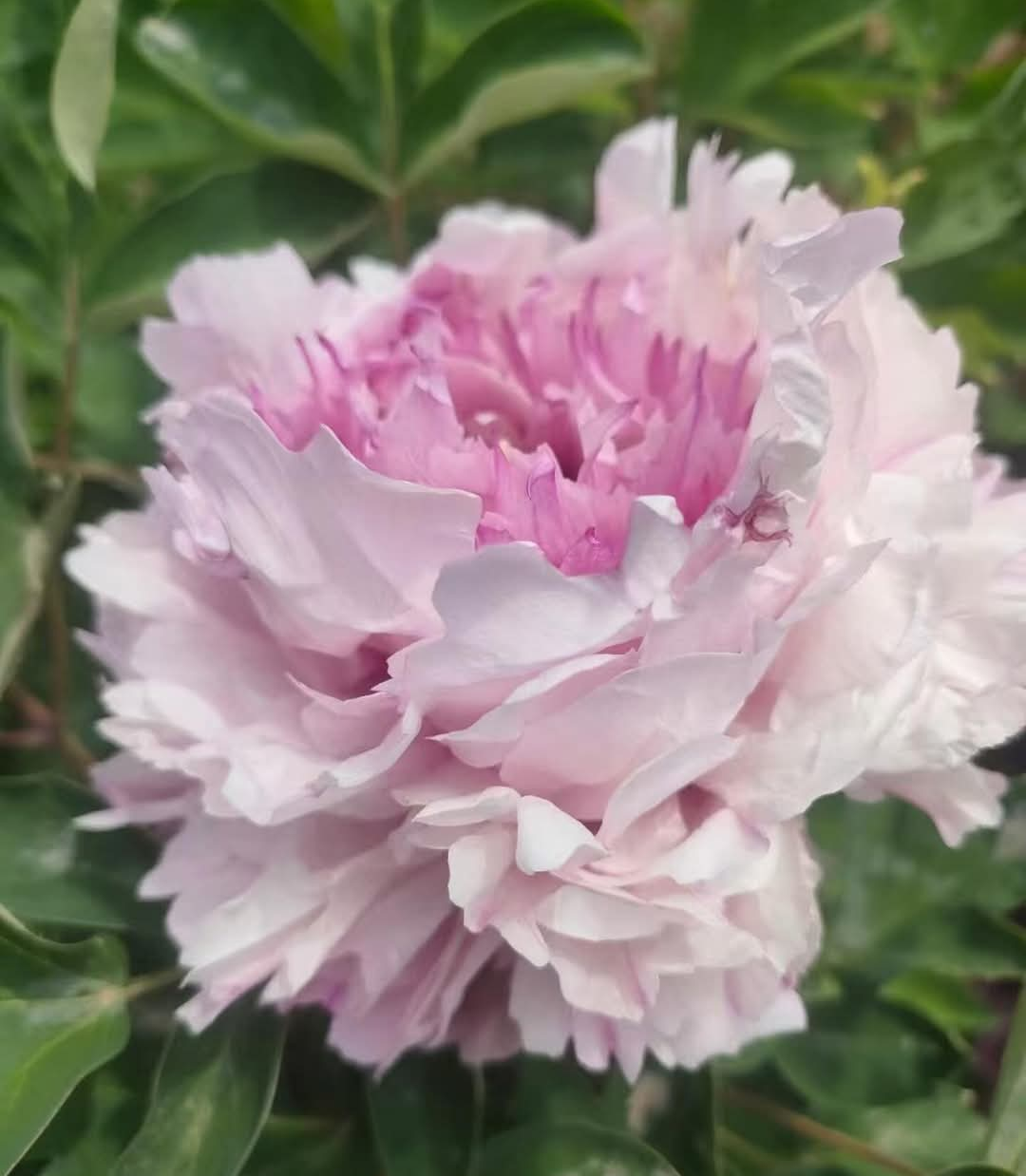 "Peace & Prosperity" multicolor large flower tree peony - Image 3