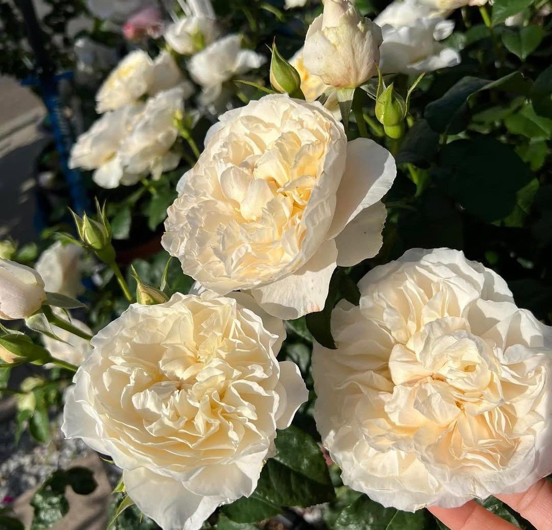 Wedding garden rose plant large flower bush deciduous shrub - Image 5