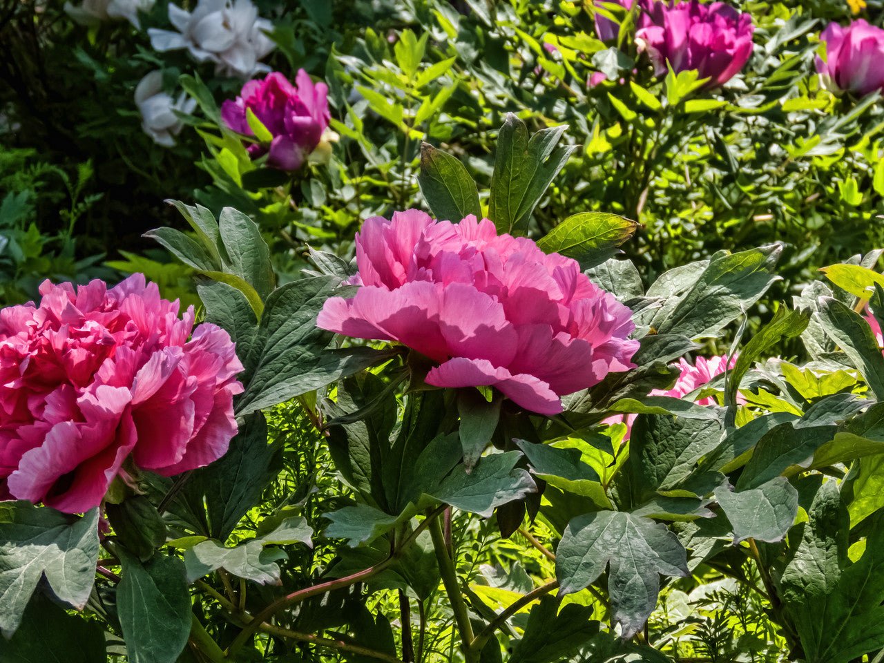 "Large Hu's Red" large flower tree peony - Image 6